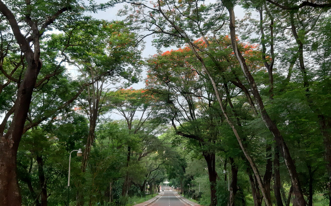 UP Diliman reopens Academic Oval for de-stressing activities