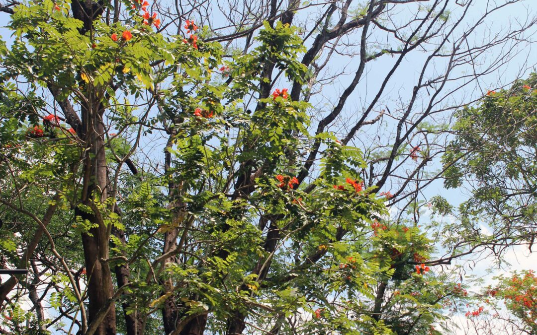 Tampok sa ikalawang episode ng DZUP-OICA documentary na "Liwanag ng Diliman" ang Unibersidad bílang green oasis. File Photo: DZUP